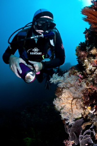 Dive Buddy lights up a soft coral at a dive site just sou... by Mick Tait 